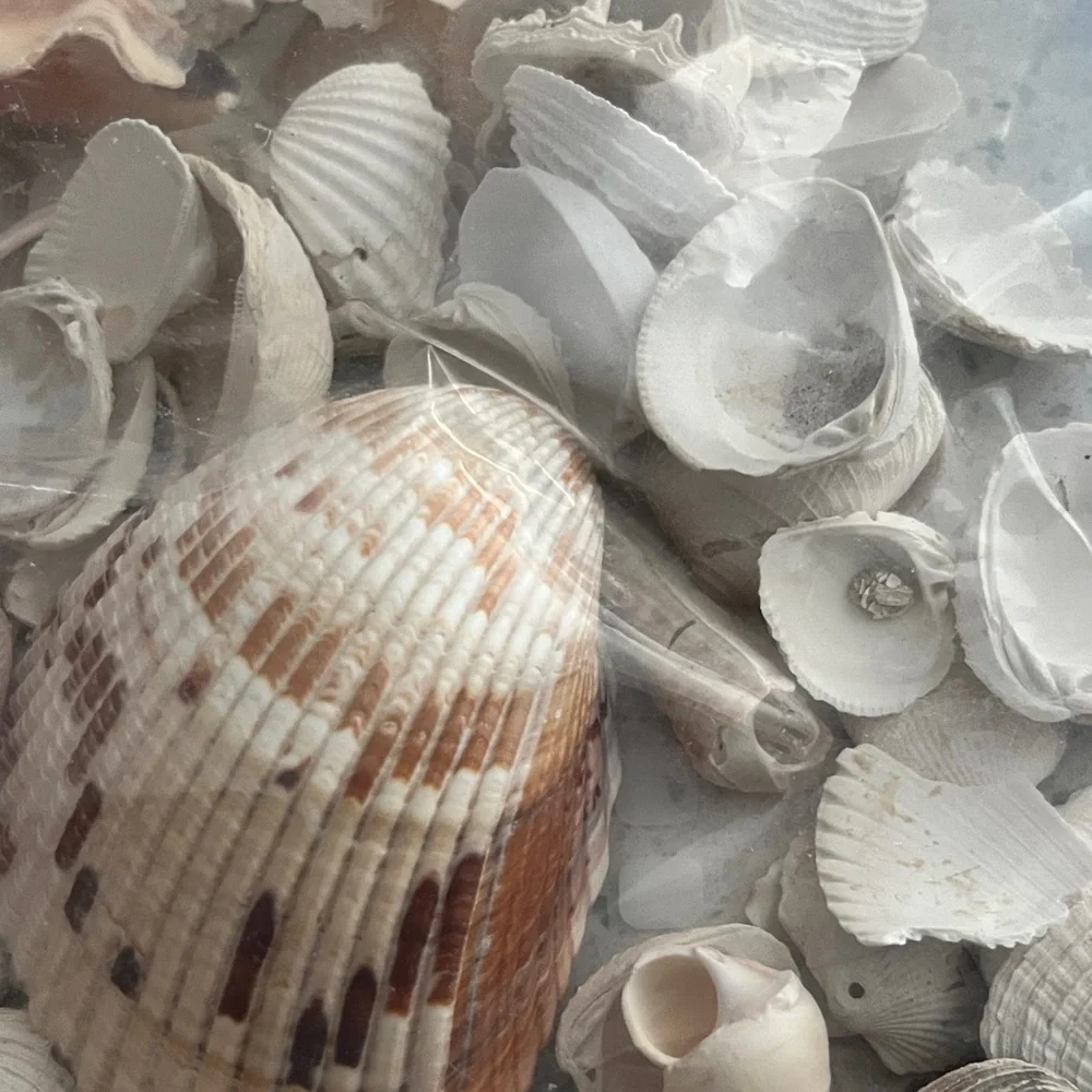 Hand Picked From the Beautiful Beaches of SWFL Decor,Crafting Natural Beauty